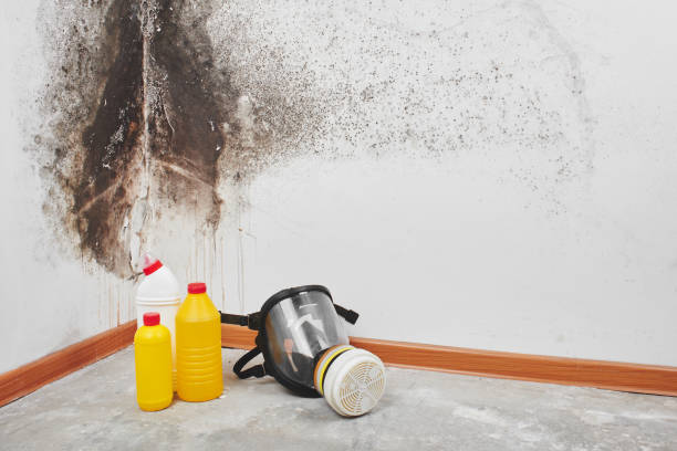 Best DIY Mold Remediation Support Services in St Bernard, OH