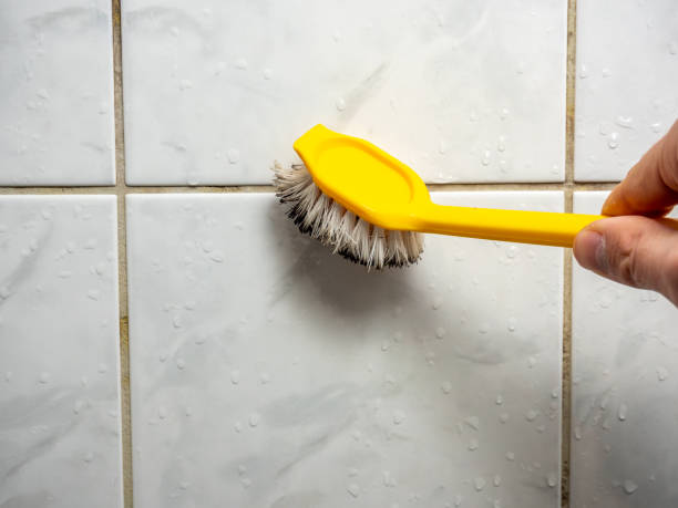 Best Emergency Mold Remediation in St Bernard, OH