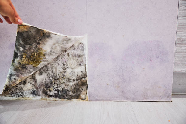 Best Residential Mold Remediation in St Bernard, OH
